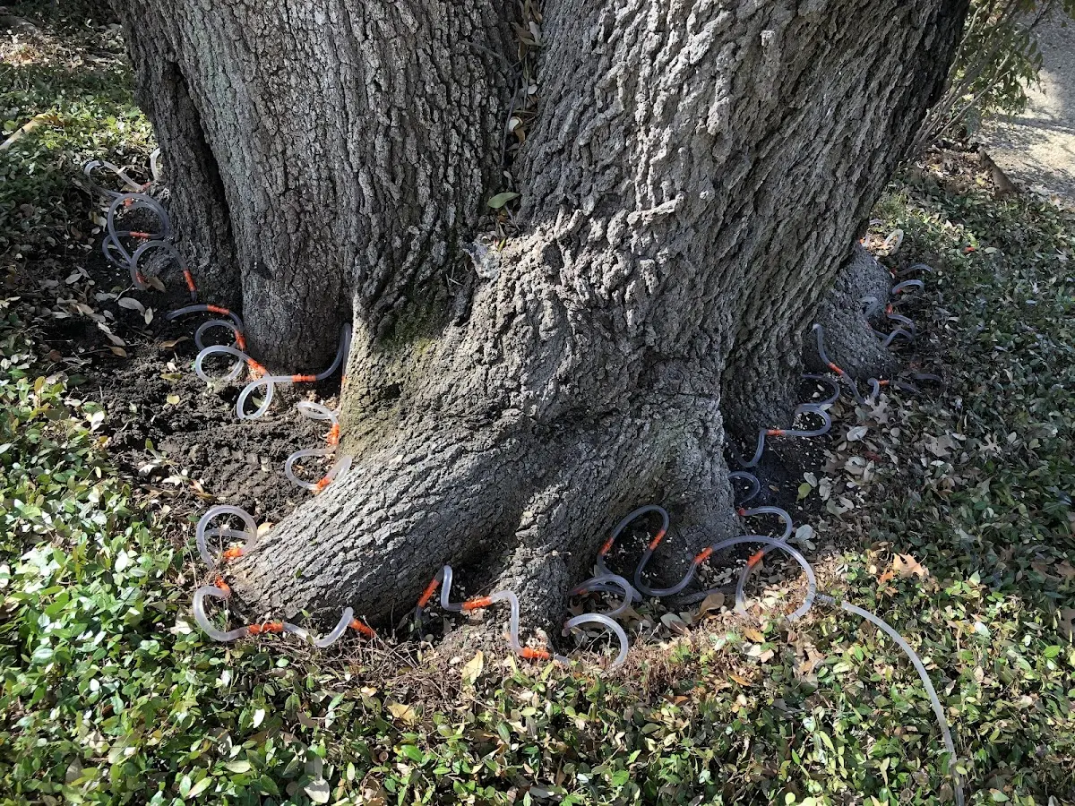 Detailed Tree Cabling and Bracing job site in Fort Rock