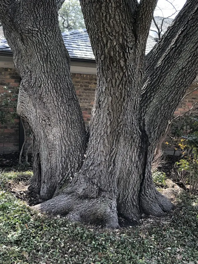 Mature heritage tree close to a Fort Rock property cared for by certified arborists